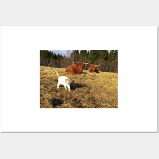 Scottish Highland Cattle Cows and cat 2359 Posters and Art